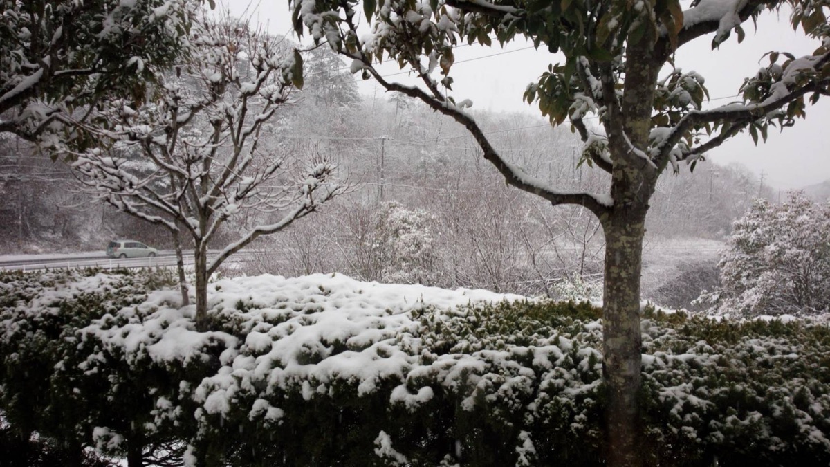 Snow falling on trees and hedges beside a quiet country road in winter