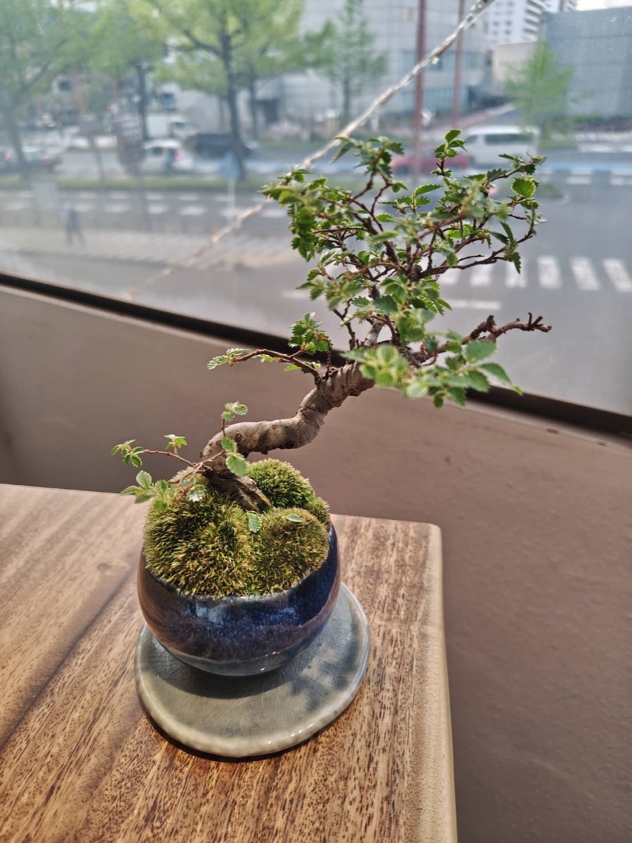 Small bonsai tree in a glazed pot on a cafe table by a city window
