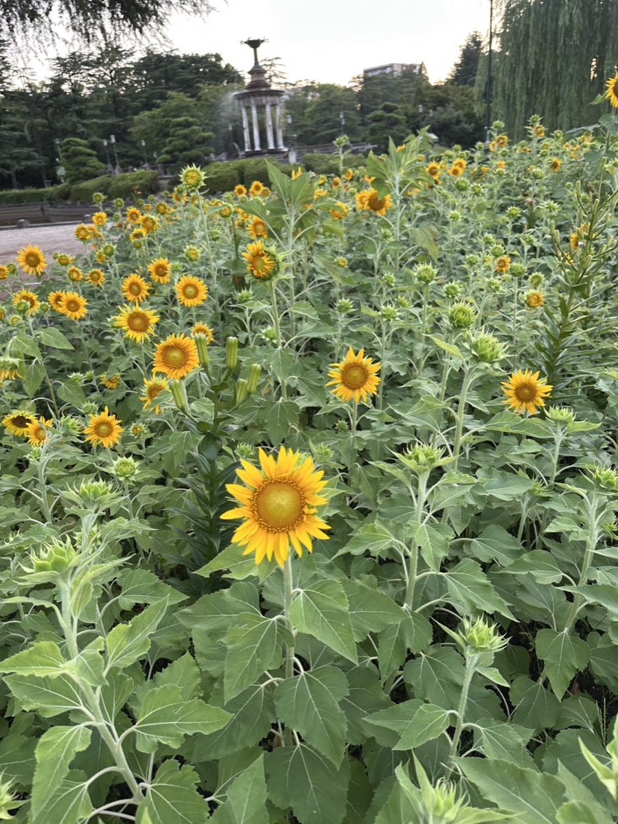 Sunflower field in bloom in a Japanese city park at dusk